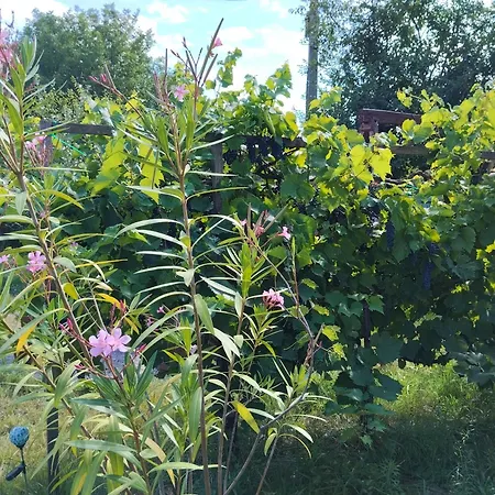 بيت للعطل Balatoni Mandala Vendeghaz Balatonszárszó